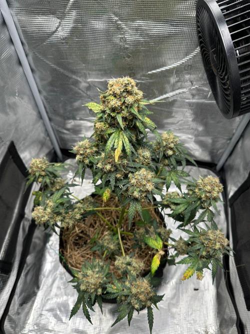 Fast Buds and Northern Sun. Week 11 - Soure Rot Candy 13.9