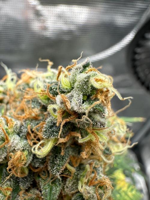 Fast Buds and Northern Sun. Week 11 - SRC 13.9