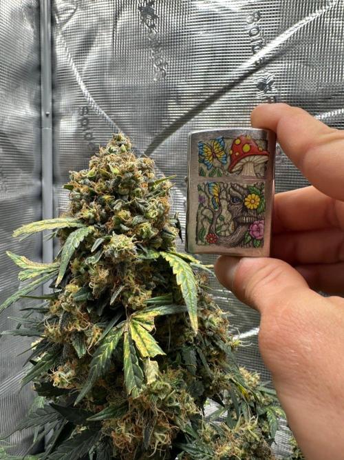 Fast Buds and Northern Sun. Week 11 - SRC 13.9