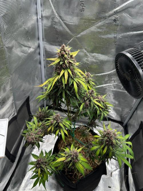 Fast Buds and Northern Sun. Week 11 - FrostBanger 13.9