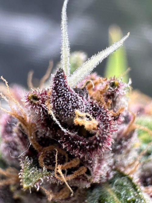Fast Buds and Northern Sun. Week 11 - FrostBanger 13.9