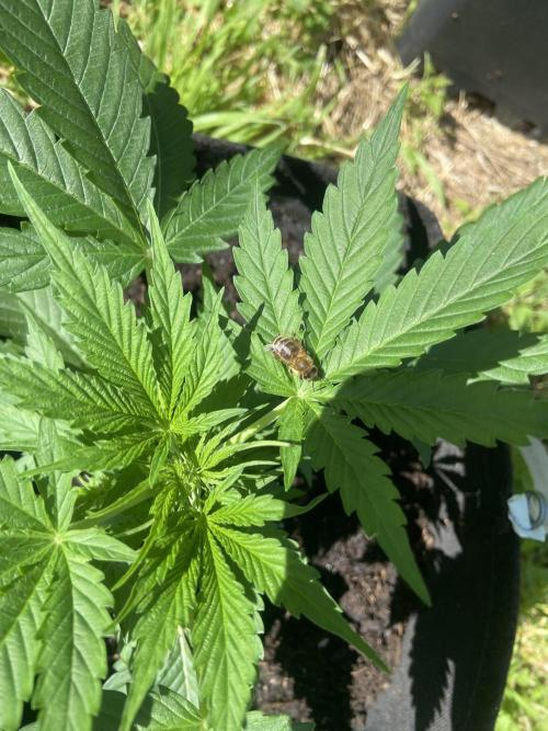 Sensi Run 2026. Week 3 - Outdoor Life 