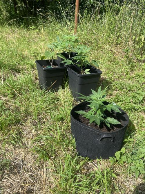 Sensi Run 2026. Week 3 - Queens in the Sun 