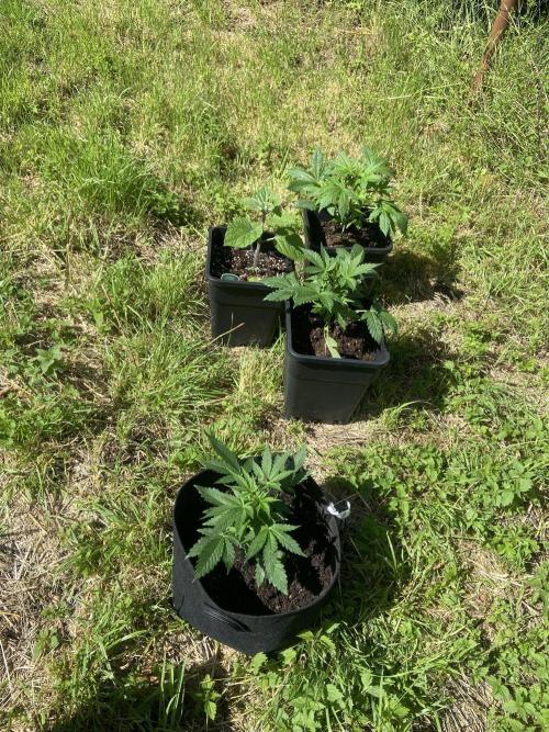 Sensi Run 2026. Week 3
