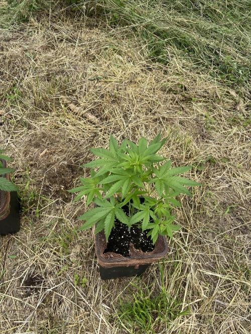 Sensi Run 2026. Week 5