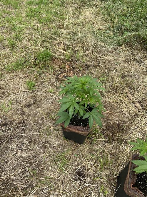 Sensi Run 2026. Week 5