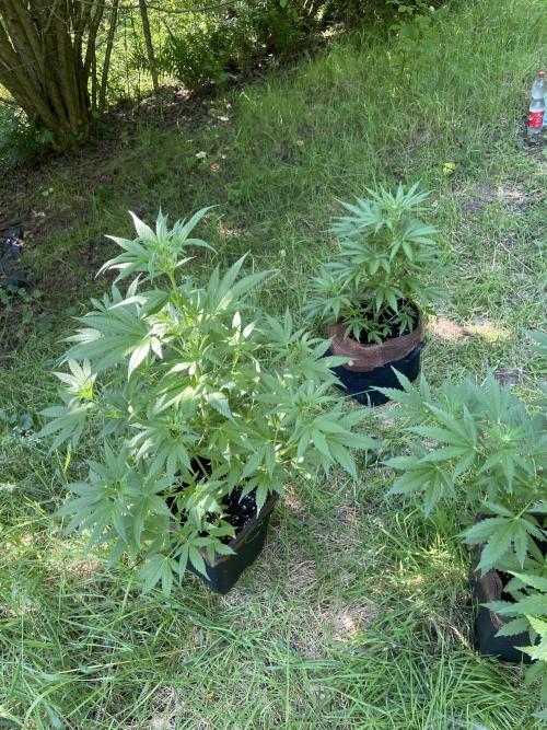 Sensi Run 2026. Week 2