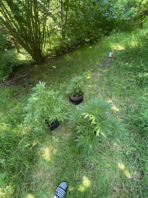 Sensi Run 2026. Week 2