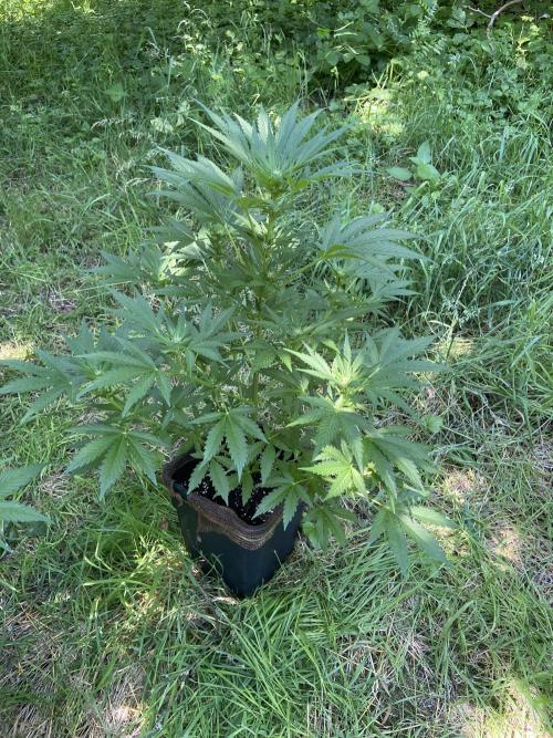 Sensi Run 2026. Week 2