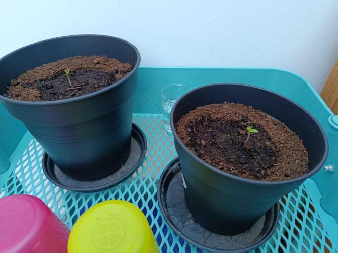 Northern Lights Automatic. Week 0