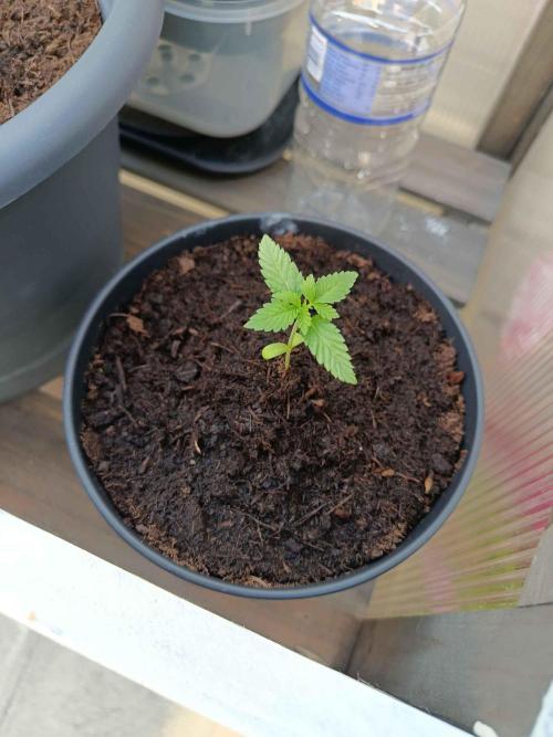 Northern Lights Automatic. Week 2