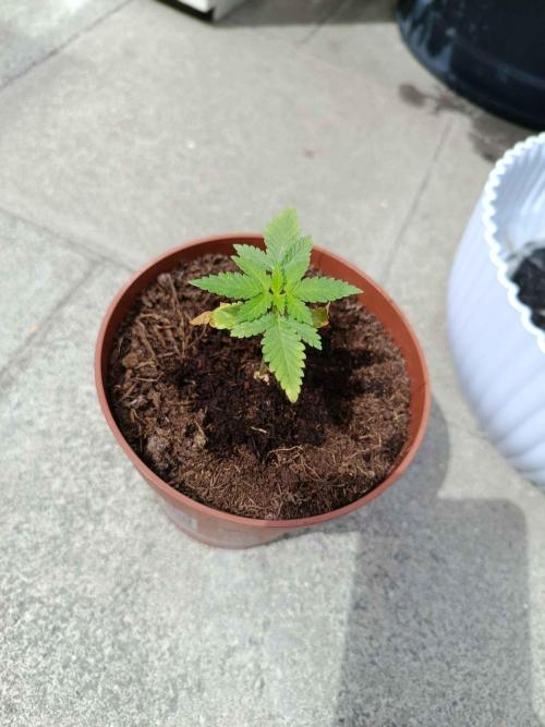 Northern Lights Automatic. Week 3