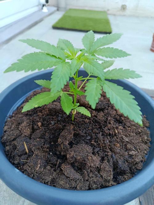Northern Lights Automatic. Week 4