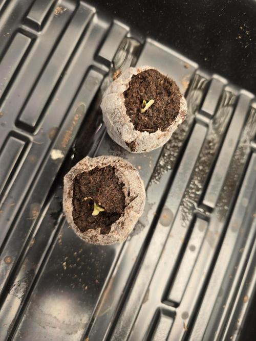 First Autos Gorilla Glue & Blue Dream. Week 0