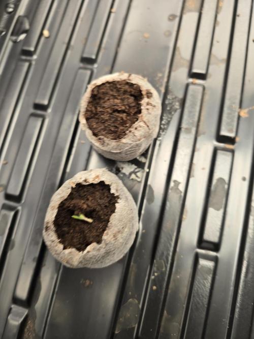 First Autos Gorilla Glue & Blue Dream. Week 0