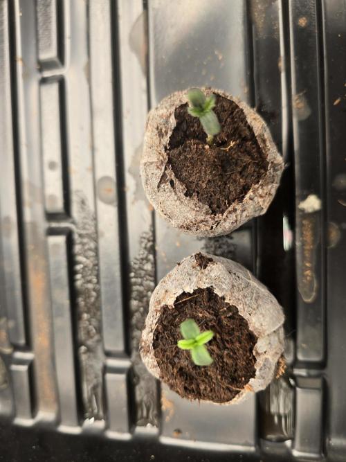 First Autos Gorilla Glue & Blue Dream. Week 0