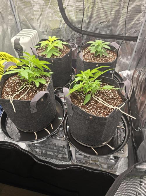 First Autos Gorilla Glue & Blue Dream. Week 2