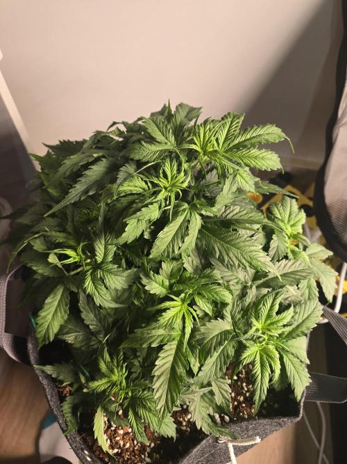 First Autos Gorilla Glue & Blue Dream. Week 4