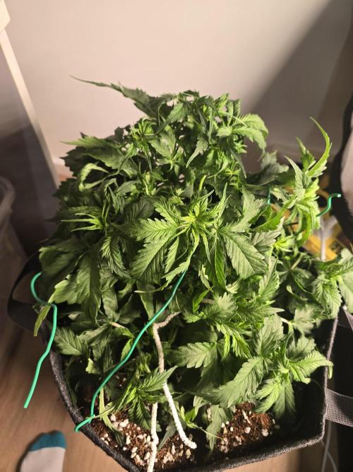 First Autos Gorilla Glue & Blue Dream. Week 4