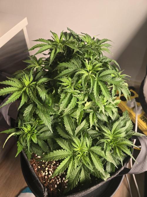 First Autos Gorilla Glue & Blue Dream. Week 4
