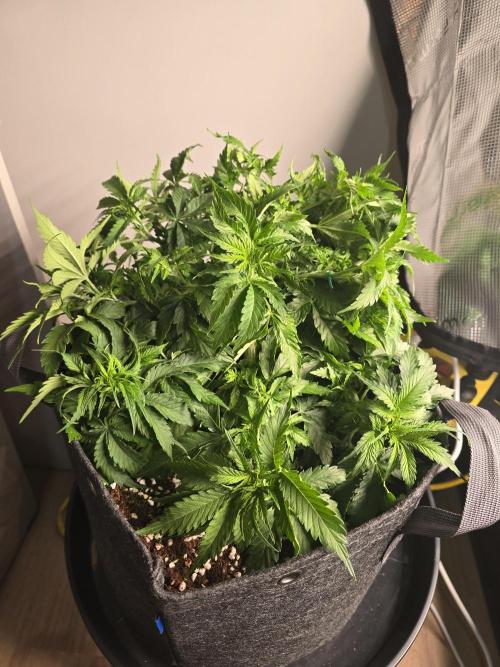 First Autos Gorilla Glue & Blue Dream. Week 4