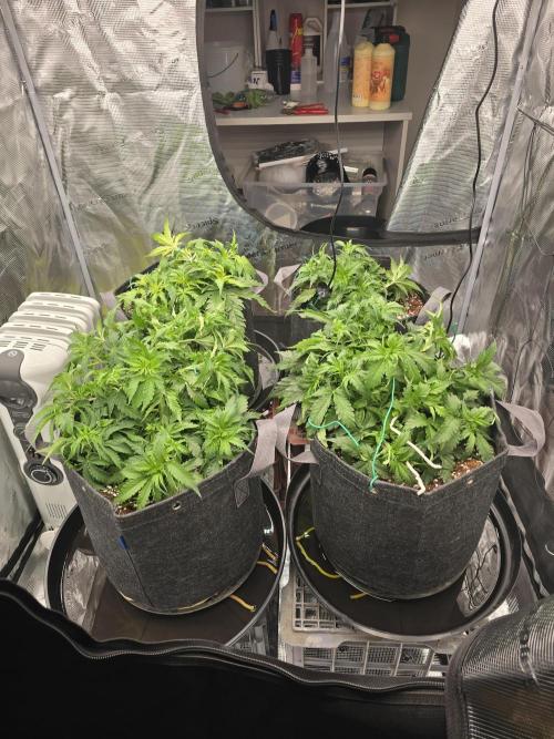 First Autos Gorilla Glue & Blue Dream. Week 4