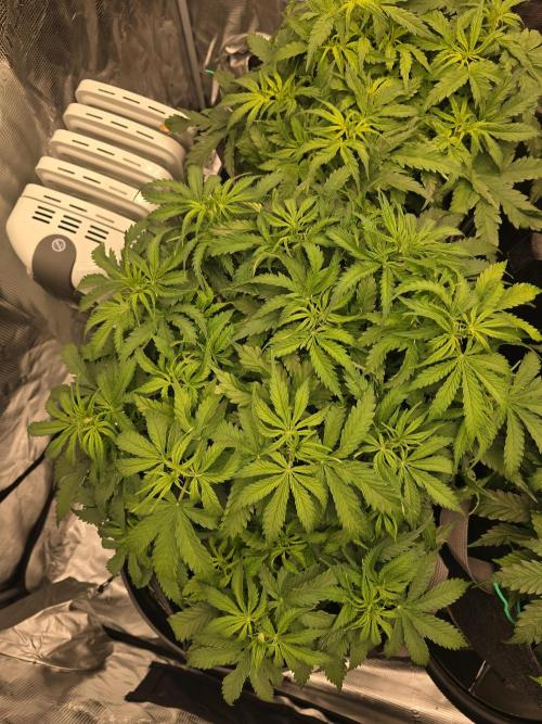 First Autos Gorilla Glue & Blue Dream. Week 5