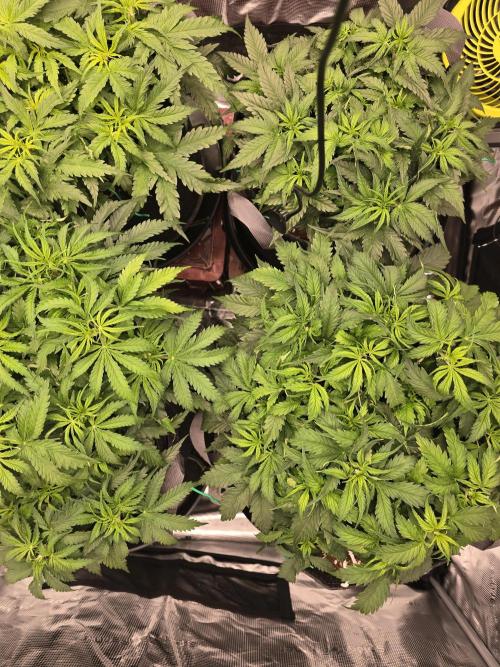 First Autos Gorilla Glue & Blue Dream. Week 5