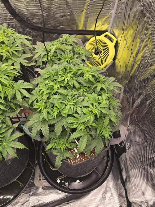 First Autos Gorilla Glue & Blue Dream. Week 5