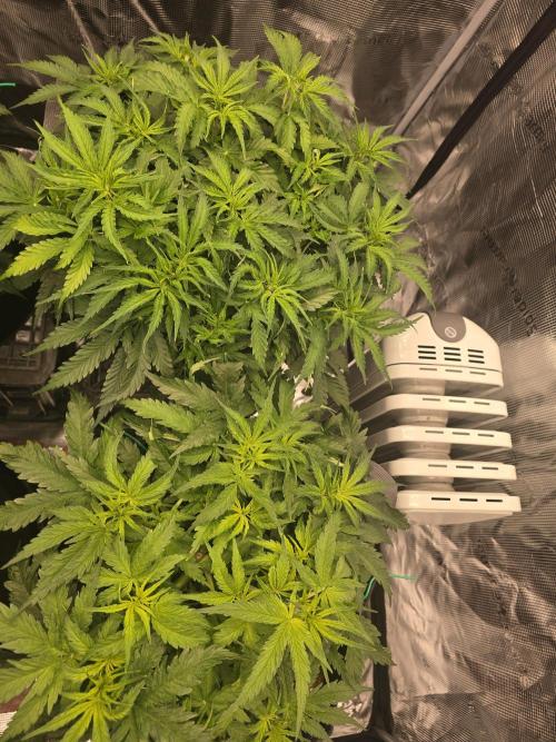 First Autos Gorilla Glue & Blue Dream. Week 5