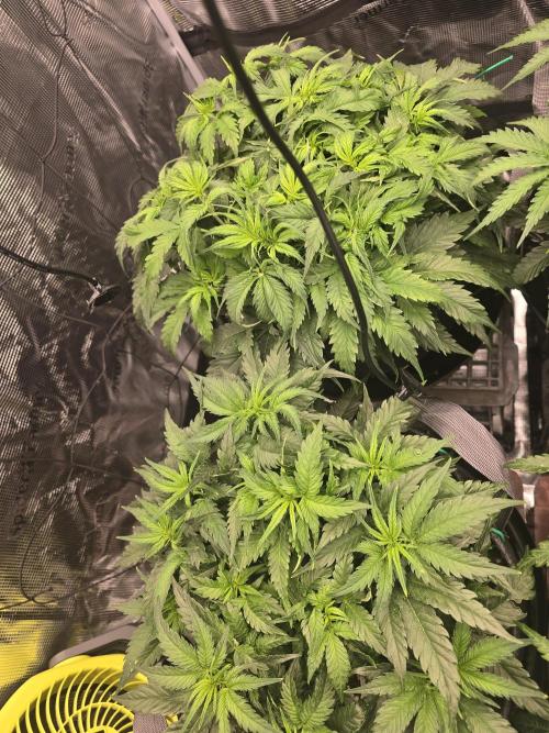 First Autos Gorilla Glue & Blue Dream. Week 5