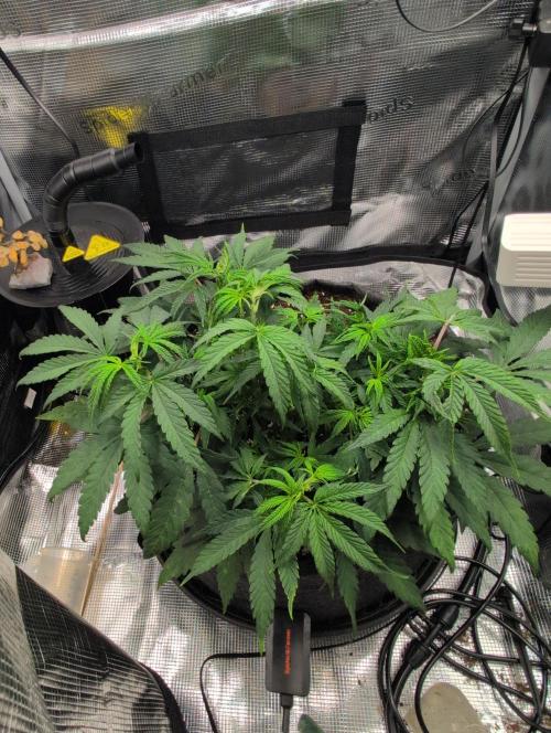Apple Straws. Week 3 - thurs 9-4 mild defoliation 