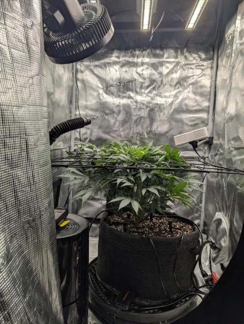 Grow Tent 2x2x5. Week 6