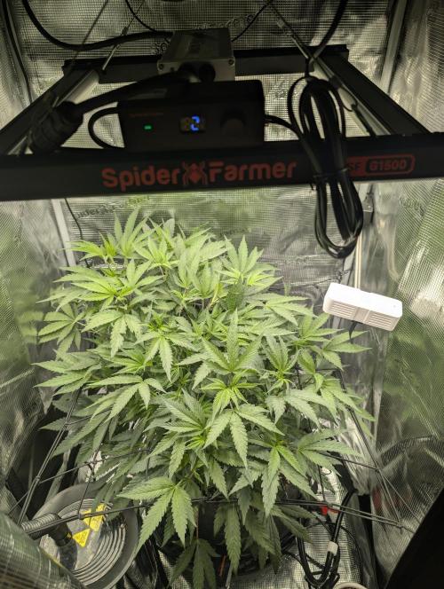 Apple Straws. Week 1
