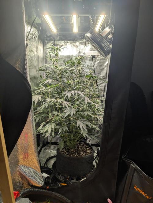 Apple Straws. Week 5 - entire plant before trimming out bad branches. honestly could've used the cleanup prior.