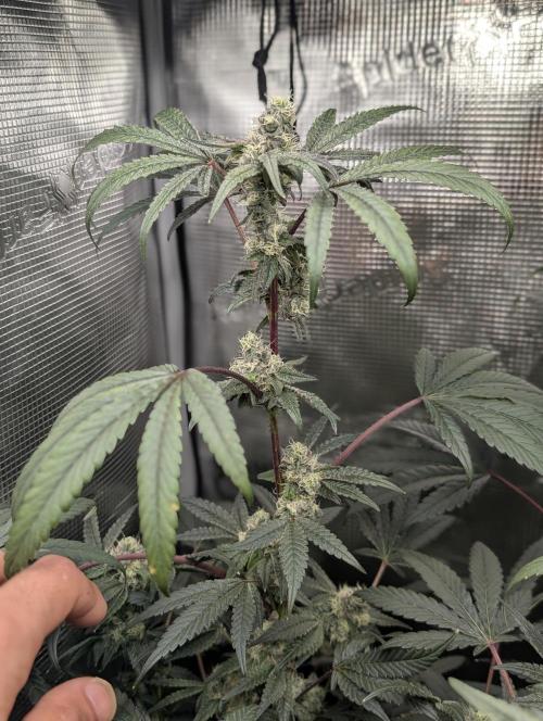 Apple Straws. Week 5 - main cola long shot 