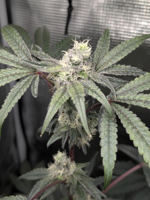 Apple Straws. Week 5 - main cola 
