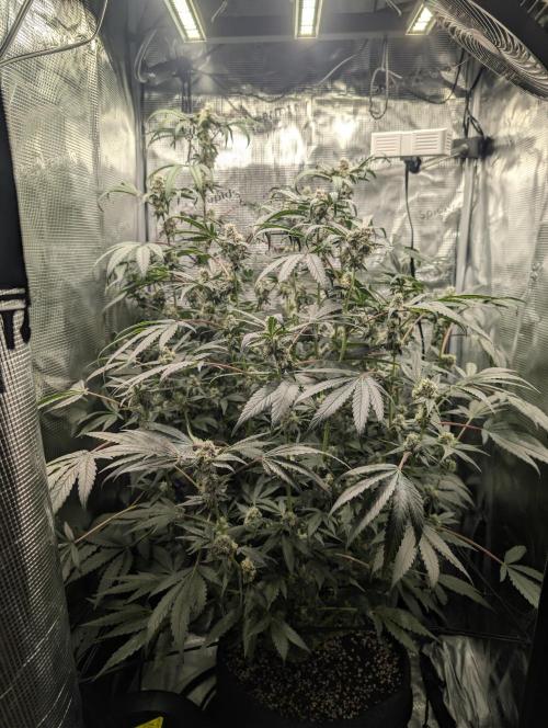 Grow Tent 2x2x5. Week 5