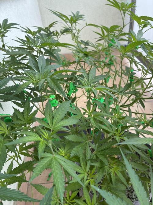 cosmic cheddar f1 revegetation. Week 10
