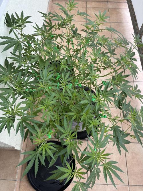 cosmic cheddar f1 revegetation. Week 10