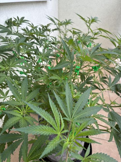 cosmic cheddar f1 revegetation. Week 10