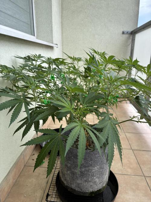 cosmic cheddar f1 revegetation. Week 10