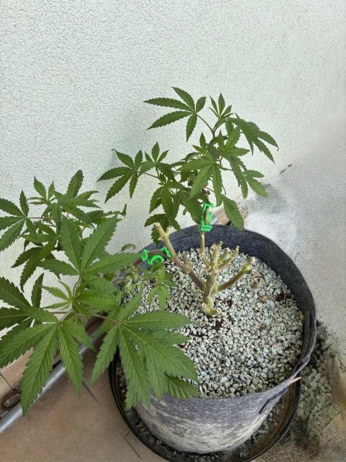 cosmic cheddar f1 revegetation. Week 5