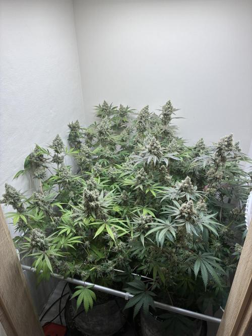 cosmic cheddar f1 revegetation. Week 5