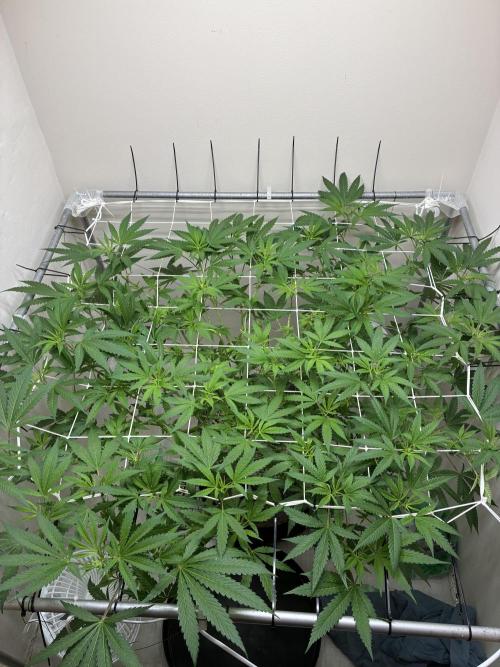cosmic cheddar f1 revegetation. Week 11 - day 1