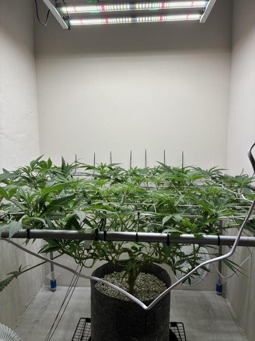 cosmic cheddar f1 revegetation. Week 11 - day 1