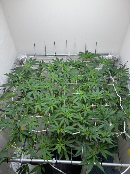 cosmic cheddar f1 revegetation. Week 11