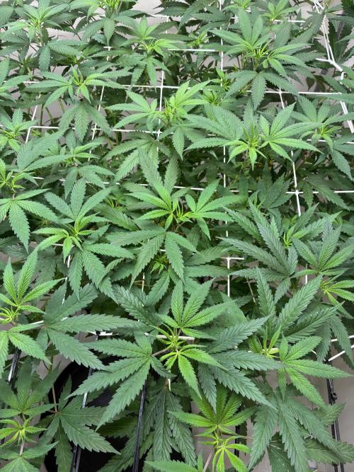 cosmic cheddar f1 revegetation. Week 1