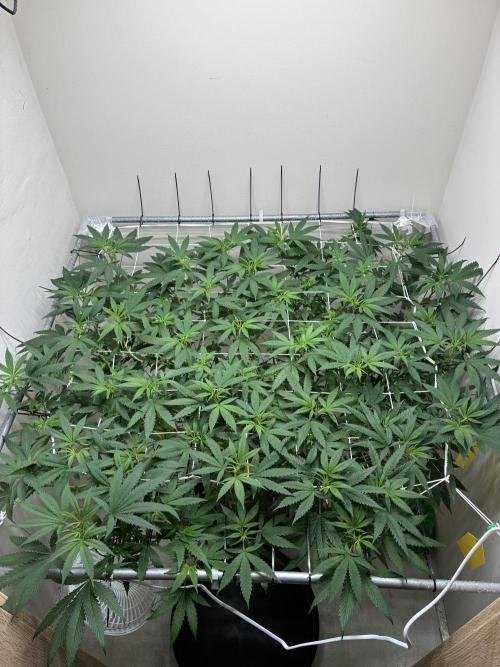 cosmic cheddar f1 revegetation. Week 1