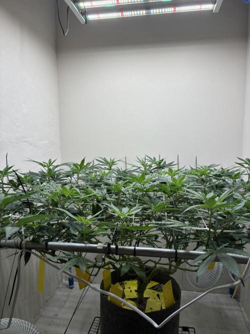 cosmic cheddar f1 revegetation. Week 1